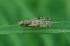 Dioxyna bidentis