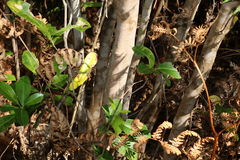 Acronychia imperforata