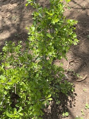 Condalia hookeri