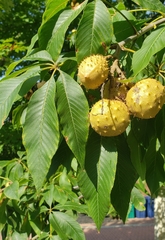 Aesculus hippocastanum