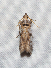 Amyelois transitella
