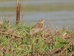 Emberiza calandra
