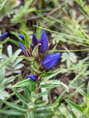Gentiana