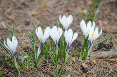 Crocus vernus