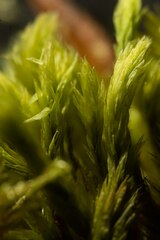 Aulacomnium palustre