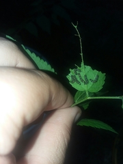 Polygonia interrogationis