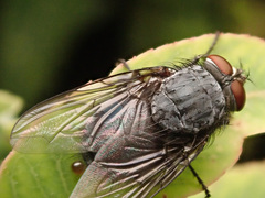 Calliphora vicina