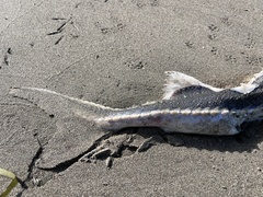 Acipenser medirostris