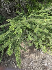 Vachellia macracantha