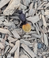 Dasymutilla magnifica