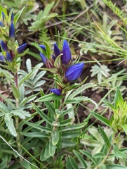 Gentiana