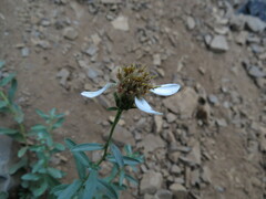 Eucephalus paucicapitatus