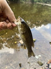 Micropterus dolomieu