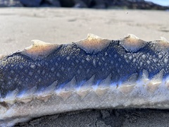 Acipenser medirostris