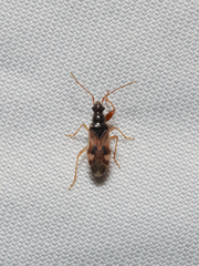Pseudopamera nitidula