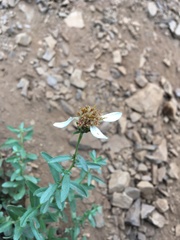 Eucephalus paucicapitatus