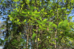 Acronychia imperforata