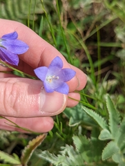 Campanula rotundifolia