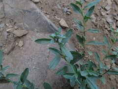 Eucephalus paucicapitatus