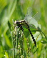Gomphus vulgatissimus