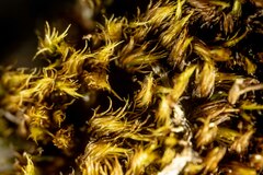 Dicranum acutifolium