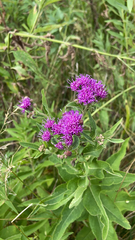 Vernonia baldwinii
