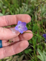 Campanula rotundifolia