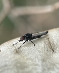 Dilophus