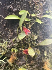 Lepanthes caritensis