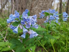 Mertensia virginica