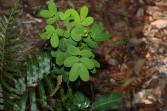 Senna pendula glabrata