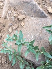 Eucephalus paucicapitatus