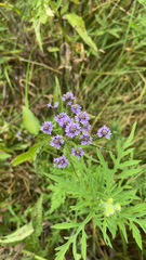 Verbena hastata