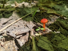 Hygrocybe miniata