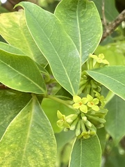 Wikstroemia coriacea