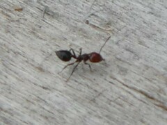 Crematogaster scutellaris