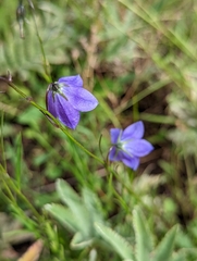 Campanula rotundifolia