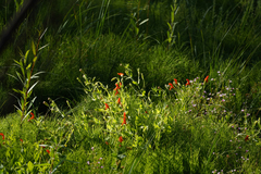 Erythranthe cardinalis