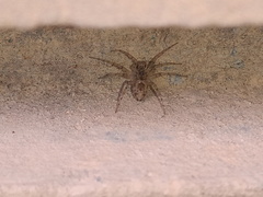 Oecobius maculatus