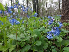 Mertensia virginica