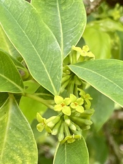 Wikstroemia coriacea