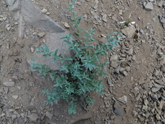 Eucephalus paucicapitatus