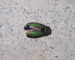 Buprestis aurulenta