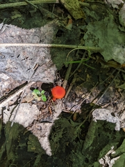 Hygrocybe miniata