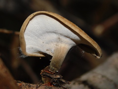 Cerioporus leptocephalus