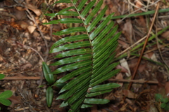 Telmatoblechnum indicum