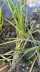Sparganium emersum