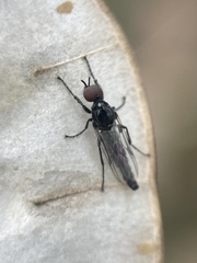 Dilophus