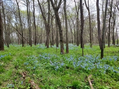 Mertensia virginica