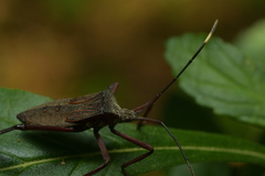 Acanthocephalini